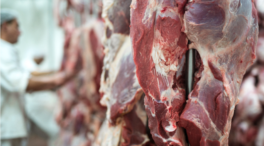 Beef Farming: