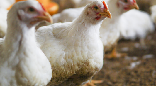 Broiler Production: