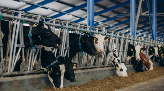 Custom Cattle Feeding: