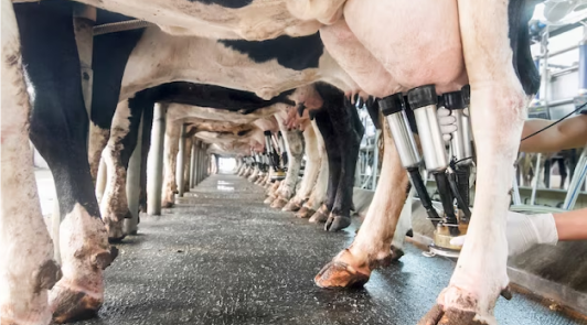 Modern Dairy Farming: