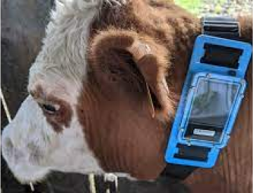 Livestock Tracking Devices