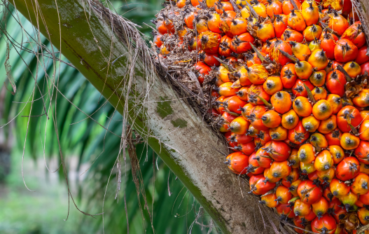 “Nurturing Sustainable Agriculture”