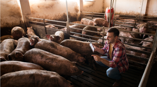 Pig Farming: